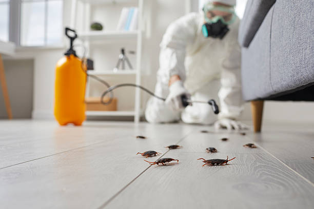 Commercial Kitchen Cockroach Control in Coal Creek
